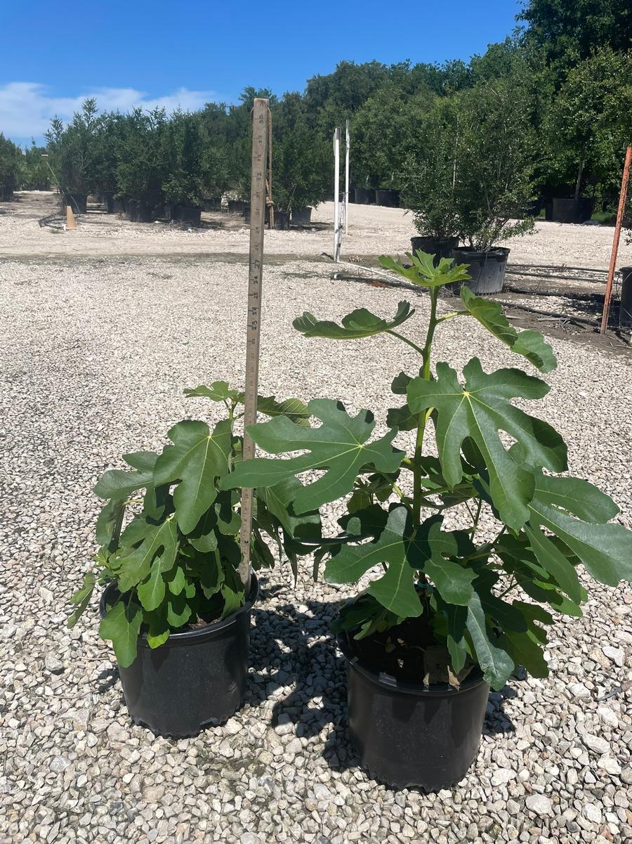 Ficus carica Black Mission
