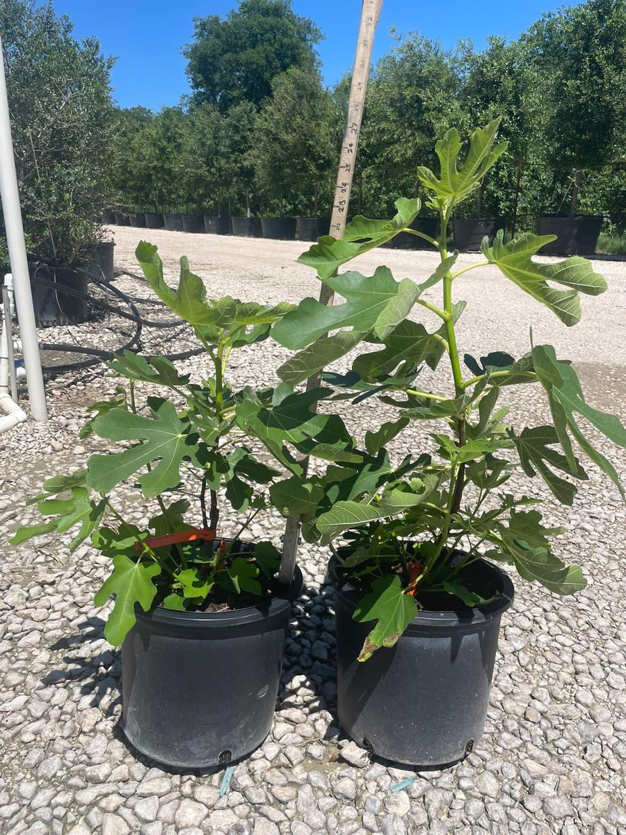 Ficus carica Brown Turkey