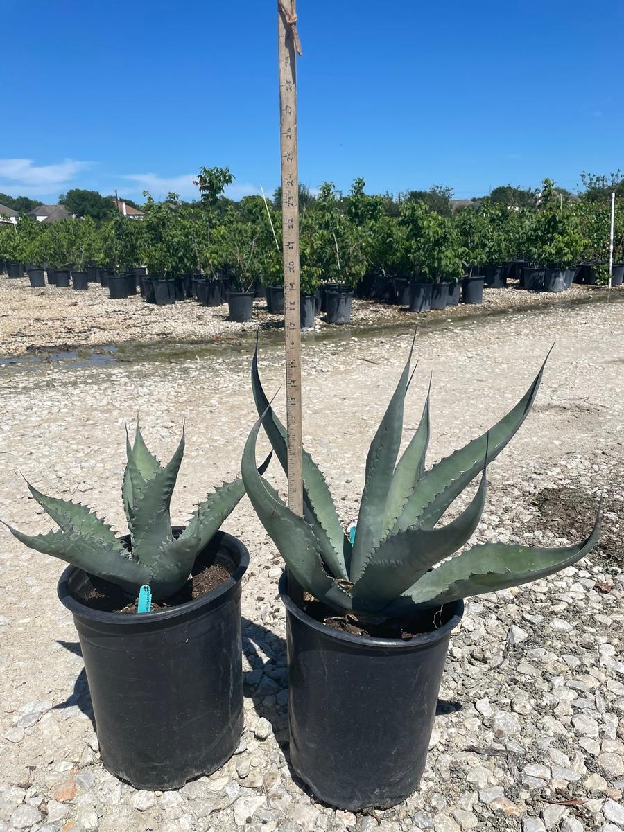 Agave Azul Monterrey 