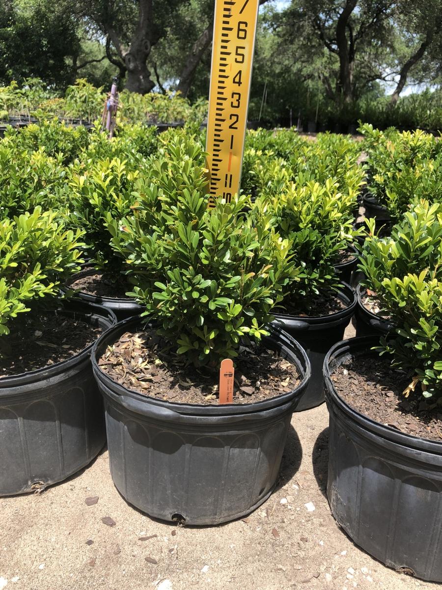 Buxus microphylla Richards