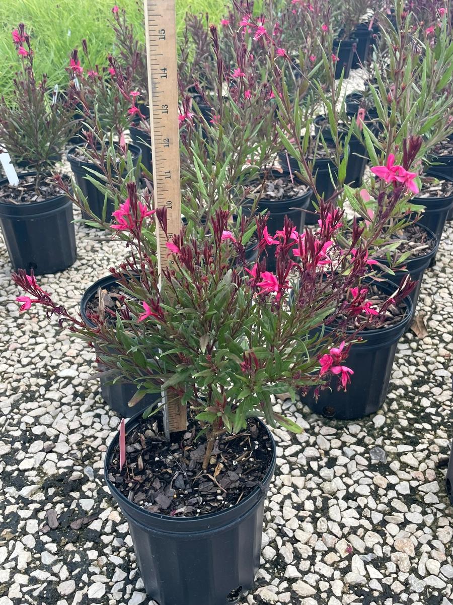 Gaura lindheimeri Belleza Dark Pink