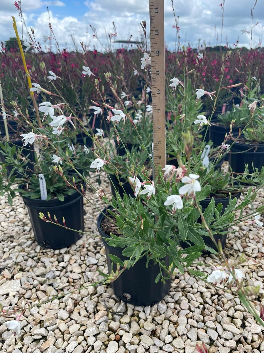 Gaura lindheimeri Sparkle White