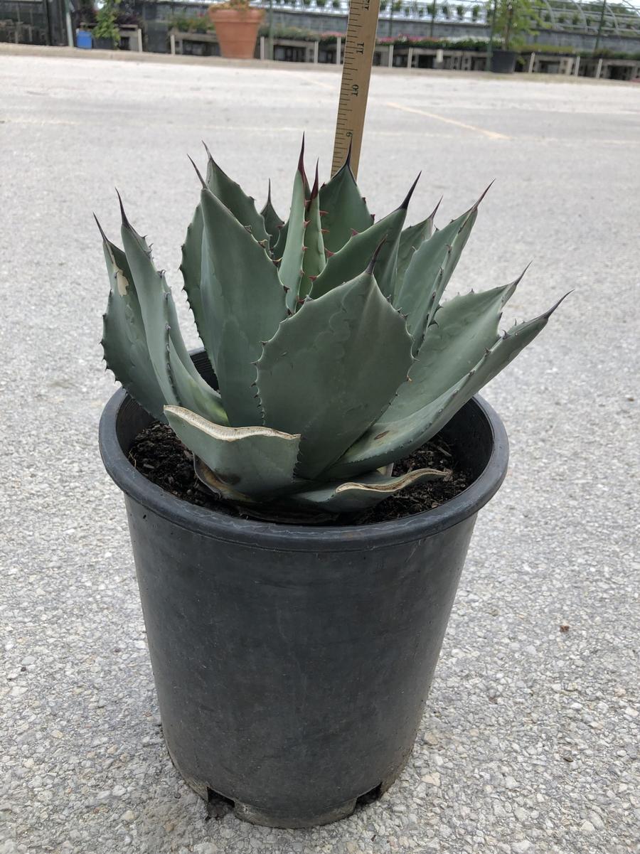 Agave parryi 