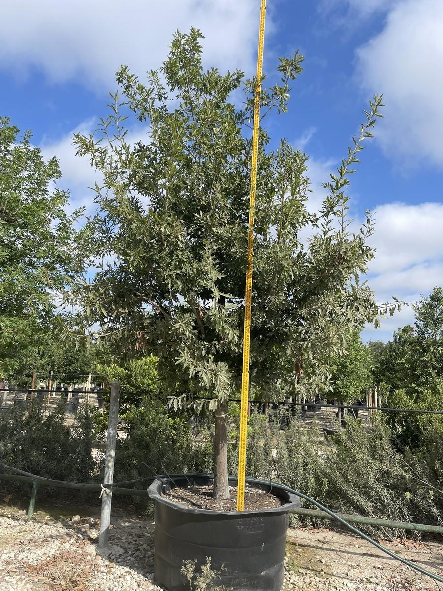 Quercus canbyi 