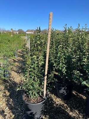 #5| 2.5' Ave. Ht.| Taken: 12/31/2025