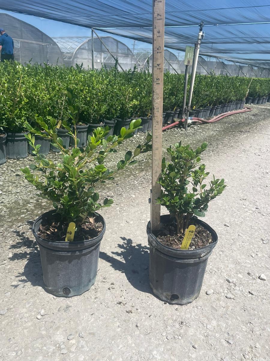 Buxus microphylla Winter Gem
