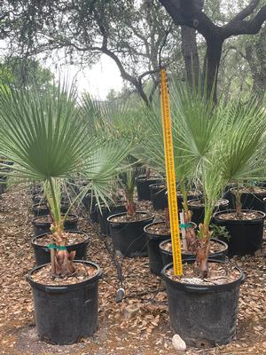 #15 | 3-4' | Taken: 4/06/2026