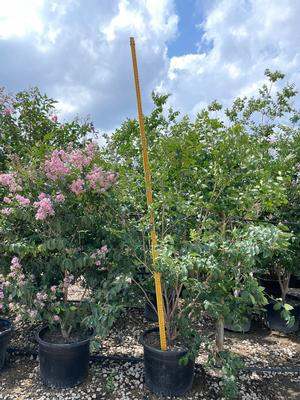 #30 | 7-9' TALL | 3/05/2025