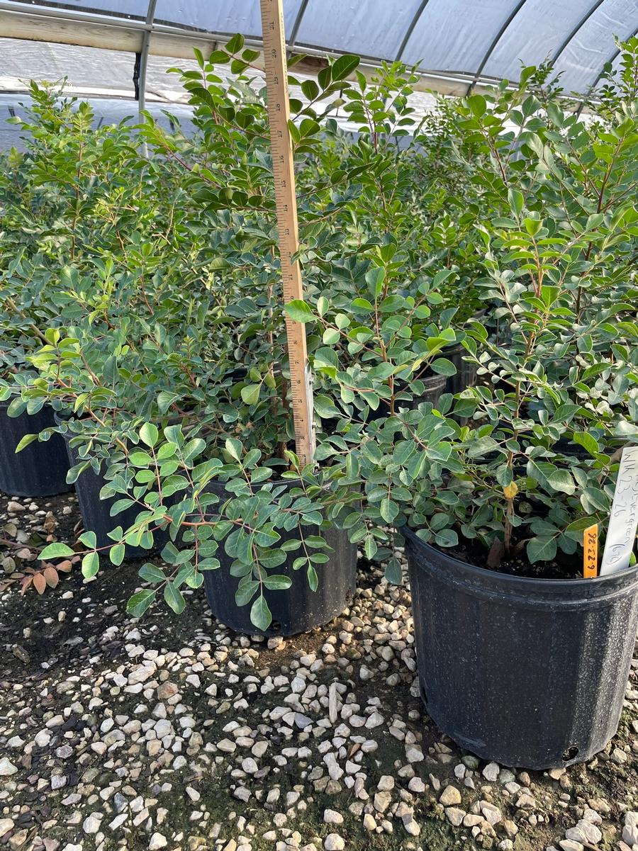 Rhus Virens 