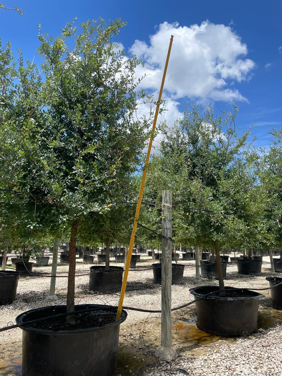Ulmus crassifolia 