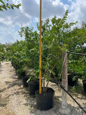 #30 | 7-9' TALL | 3/05/2025