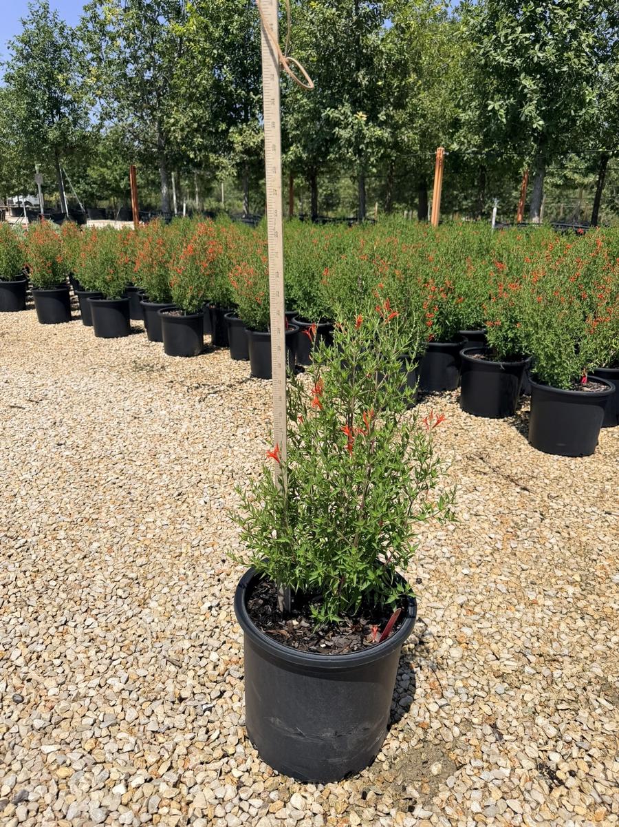 Anisacanthus quadrifidus var. Flame