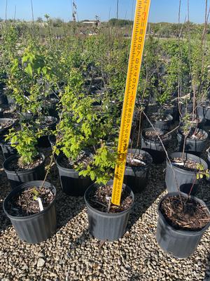 #05 | 2.5- 3' | Taken: 3/21/2026