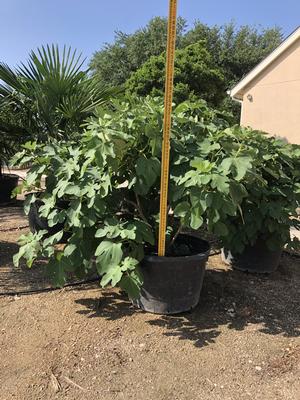 #45 | 4' TALL AVG. | 3/05/2025