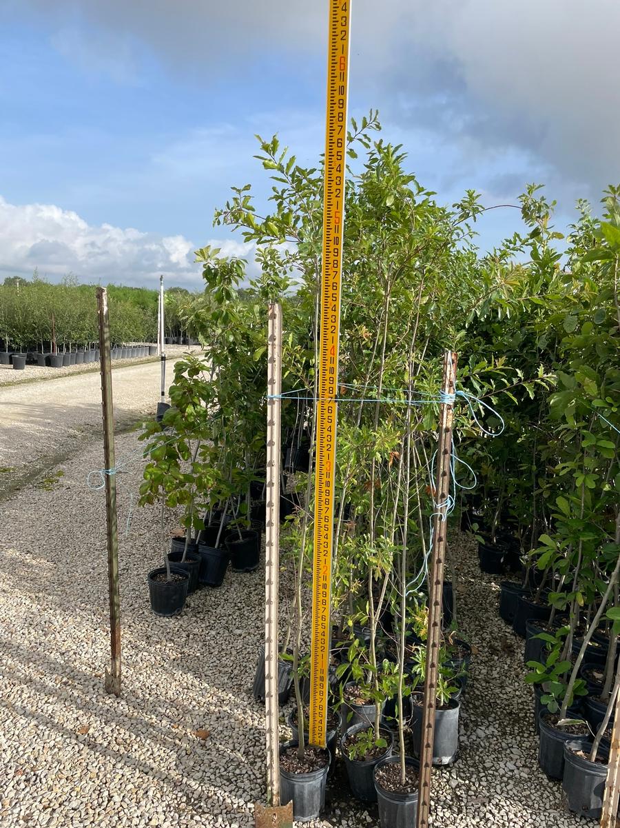 Quercus canbyi 