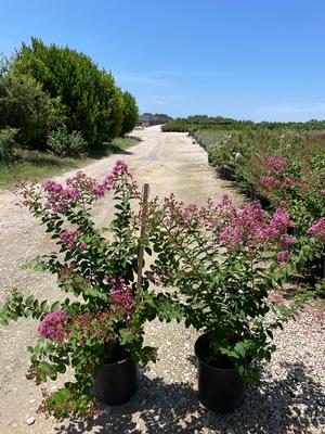 #5| Mix of colors| Crape Myrtle mixed| Taken: 6/11/2025