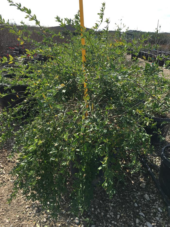 Jasminum mesnyi Jasmine, Primrose from Mortellaros