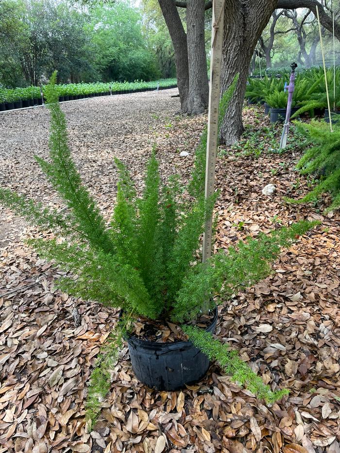 Asparagus Foxtail Fern Asparagus Densiflorus Meyeri Seeds