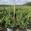 View Current Crop Photo
