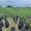 View Current Crop Photo