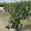 View Current Crop Photo