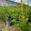 View Current Crop Photo