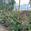 View Current Crop Photo