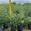 View Current Crop Photo