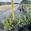 View Current Crop Photo