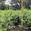 View Current Crop Photo
