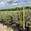 View Current Crop Photo