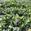 View Current Crop Photo