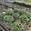 View Current Crop Photo
