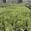 View Current Crop Photo