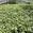 View Current Crop Photo