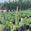 View Current Crop Photo