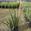 View Current Crop Photo