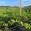 View Current Crop Photo