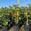 View Current Crop Photo