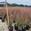 View Current Crop Photo
