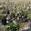 View Current Crop Photo