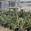View Current Crop Photo