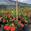 View Current Crop Photo
