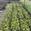 View Current Crop Photo