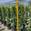 View Current Crop Photo