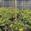 View Current Crop Photo