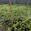 View Current Crop Photo