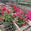View Current Crop Photo