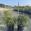 View Current Crop Photo