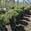 View Current Crop Photo